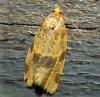 Epagoge grotiana